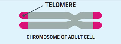 Telomeres protect the ends of chromosomes.