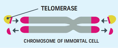 telomeráz rna biogenezis anti aging
