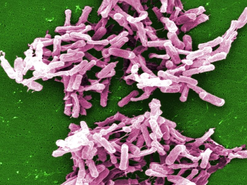 The bacterium Clostridium difficile.