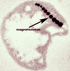 Bacteriobots are based on Magnetococcus Marinus.