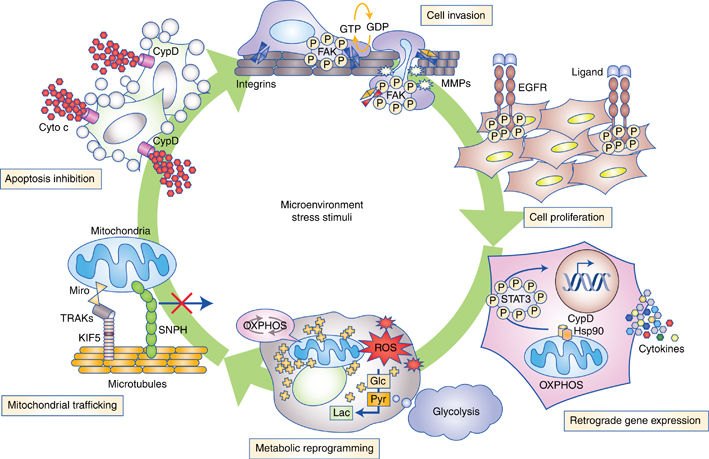 Mitochondrial reprogramming in cancer.