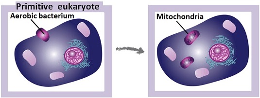 Origin of the mitochondria. Mitochondrial DNA