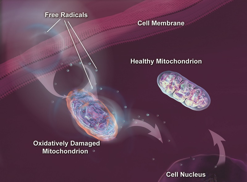 Healthy and damaged mitochondria.