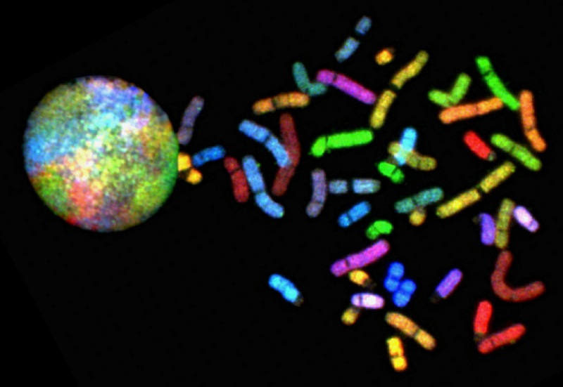 Telomeres at the ends of Chromosomes.