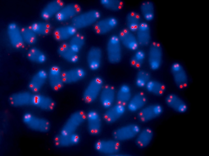 Telomeres are the tips on the ends of the chromosomes.