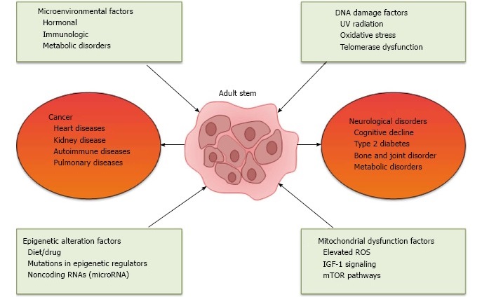 Causes of stem cell decline.