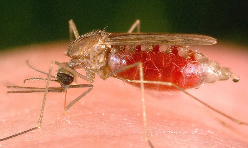Anopheles mosquito having a meal.