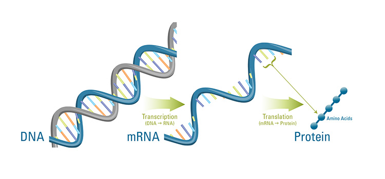 Messenger RNA.