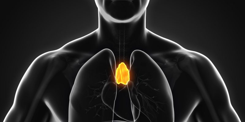 restore thymus function regrow thymus