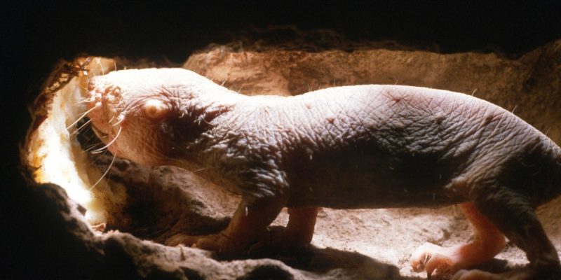 The naked mole rat, a "non-aging mammal"