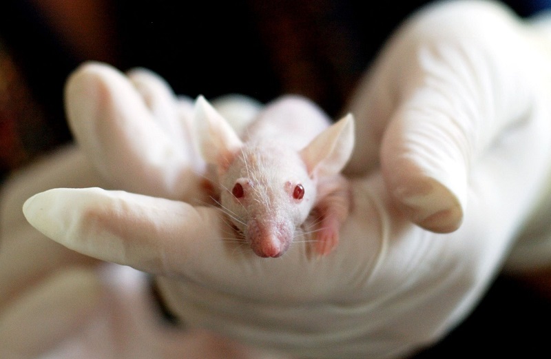 Spanish scientists extended telomere length in mice without cancer