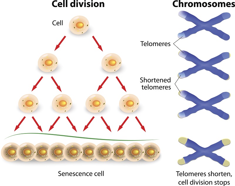 Telomeres serve to protect the genome. Telomere length is a way of keeping track.