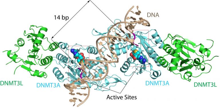 Structure of DNMT3A-DNA.