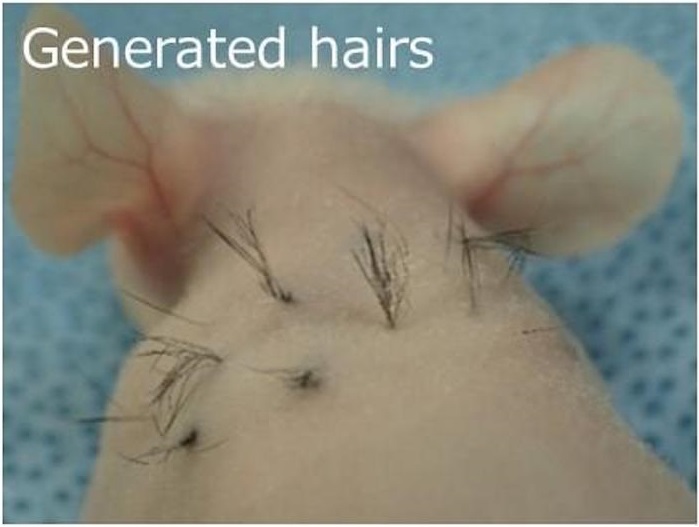 Hairs have grown on the back of a mouse.