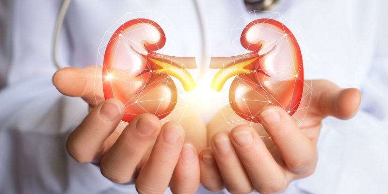 researchers in the UK grow functioning kidney tissue