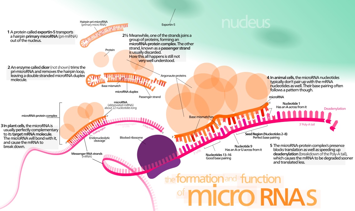 MicroRNAs used in liquid biopsy