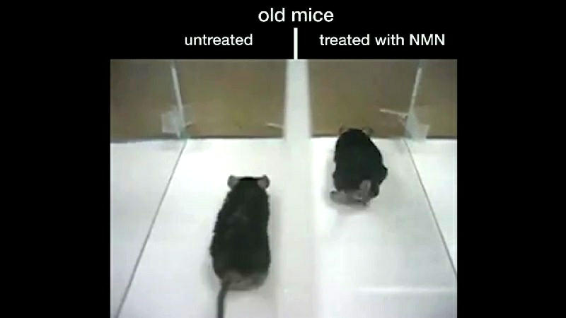 Mice treated with NAD booster NMN outperform untreated ones according to Dr. David Sinclair