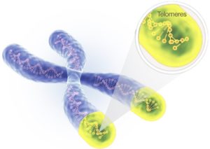 Telomeres are the caps on the ends of chromosomes.