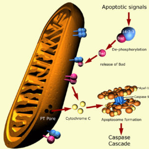 Apoptosis begins with the death of the mitochondria.