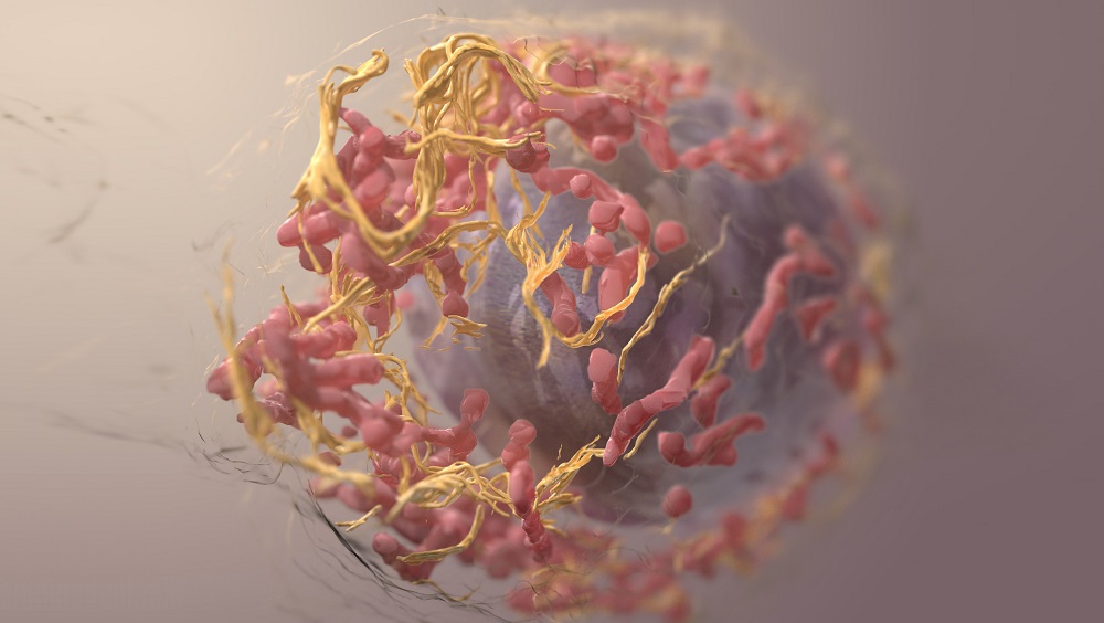Cover photo: 3D Structure of a melanoma cell to represent the concept of macromolecuar damage