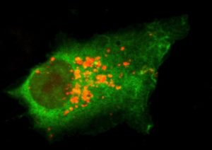 Rapamycin stimulates autophagy. Image: autophagic activity of human colon carcinoma NIGMS - CC-BY NC SA Figure 8C in Morselli et al. J Cell Biol 192 615-629 13914