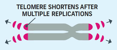 Telomerase, helps lengthen telomeres. Without telomerase, telomeres shorten after each replication.