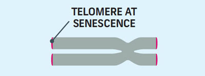 Lengthen Telomeres of Normal Adults