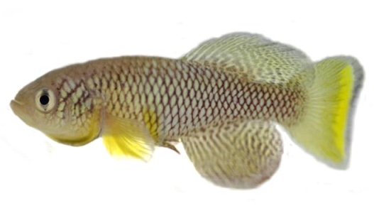 Turquoise killifish used for fecal transplant experiments. 