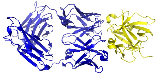 Canakinumab (blue) attacking pro-inflammatory molecule(yellow).