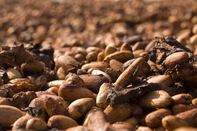Cocoa beans, the main ingredient in heart healthy chocolate.
