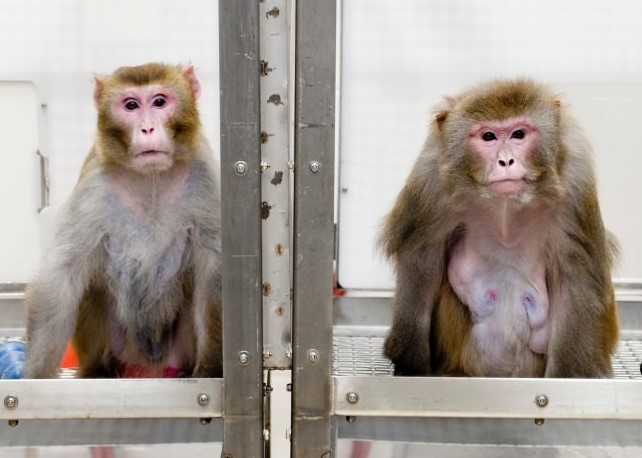 At UW. The skinny monkeys lived longer, while the normally fed monkeys died fat and happy.