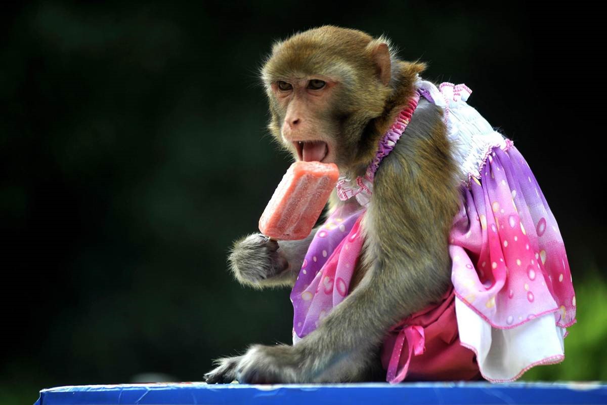 Monkey is Not Following A Calorie Restriction Diet