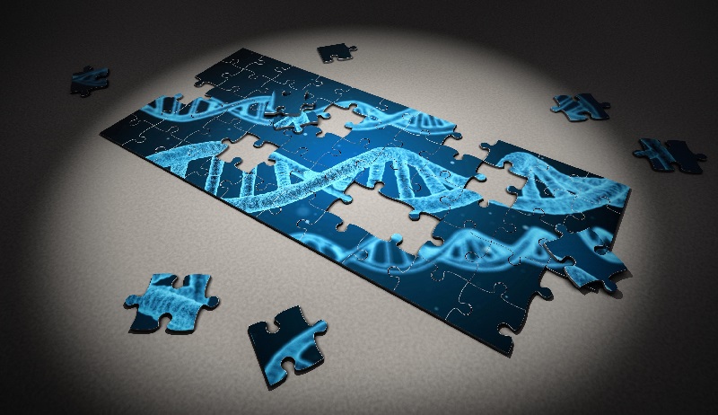 Researchers are piecing together the DNA repair puzzle.