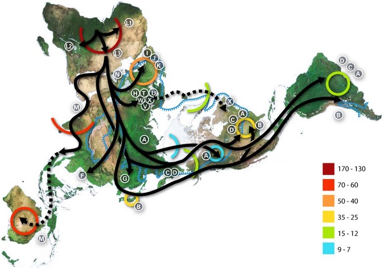 Mitochondrial DNA used to map the migration of early man. Numbers in thousands of years. 