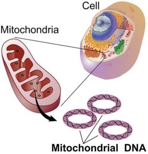 Mitochondrial DNA or mtDNA.