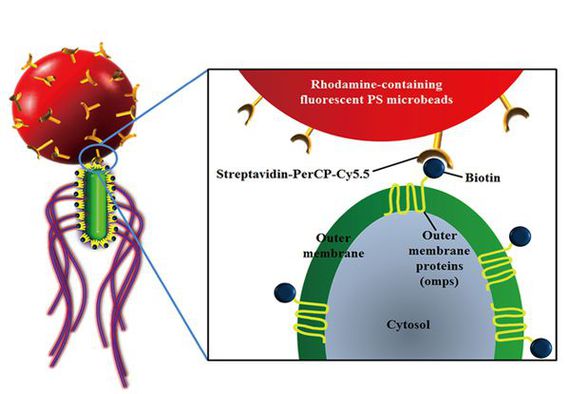 Bacteriobot.