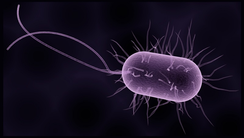 Bacteriobots have built-in flagella for propulsion.