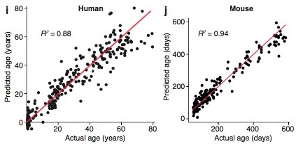 Genetic Brain Aging Clock