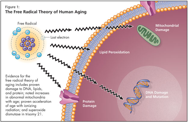 Mitochondrial Free Radical Theory of Aging.