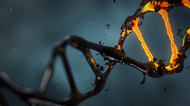 DNA Damage Theory of Aging. Aging is due to faulty DNA Repair.