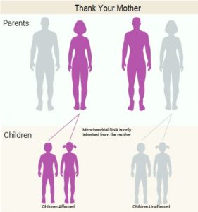 Thank your mother for your mitochondrial DNA.