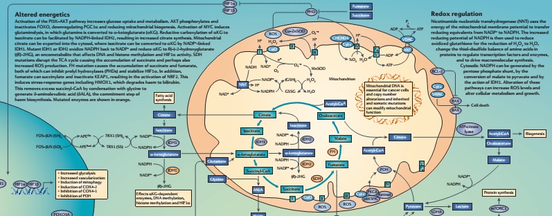 mitochondria in cancer poster preview