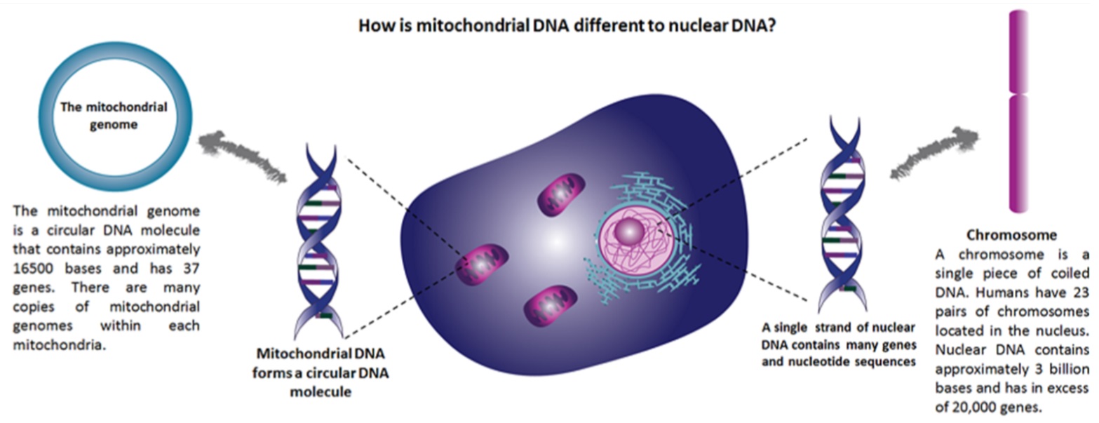 Mitochondrial DNA vs Nuclear DNA.