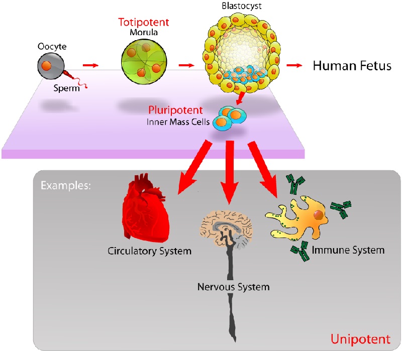 Unipotent stem cells can replace stem cell decline.