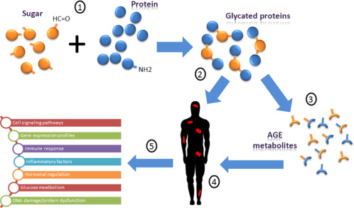 How advanced glycation end-products (AGEs) form.