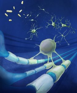drugs stimulate brain stem cells to repair multiple sclerosis.