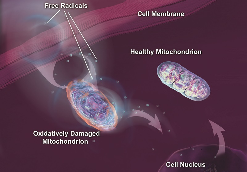 Mitochondrial dysfunction is a hallmark of aging.