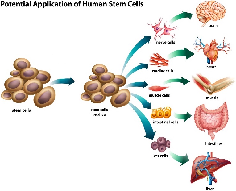Different types of stem cells can counter stem cell decline and grow into virtually any cell type in the human body.