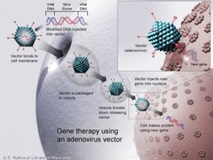 Earlier gene therapy for blindness used .