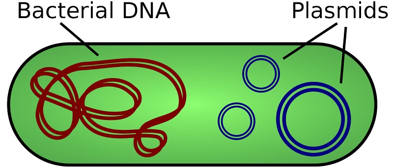 Plasmid. Can we boost HGH with plasmid-based genes that produce GHRH?